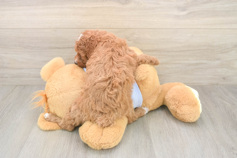 Poodle Puppy for Adoption