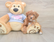 7 week old Poodle Puppy For Sale - Seaside Pups