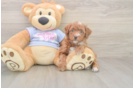 Poodle Puppy for Adoption