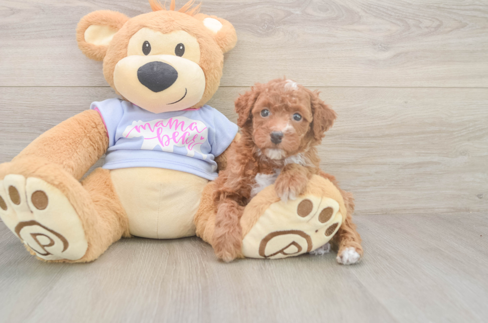 5 week old Poodle Puppy For Sale - Seaside Pups