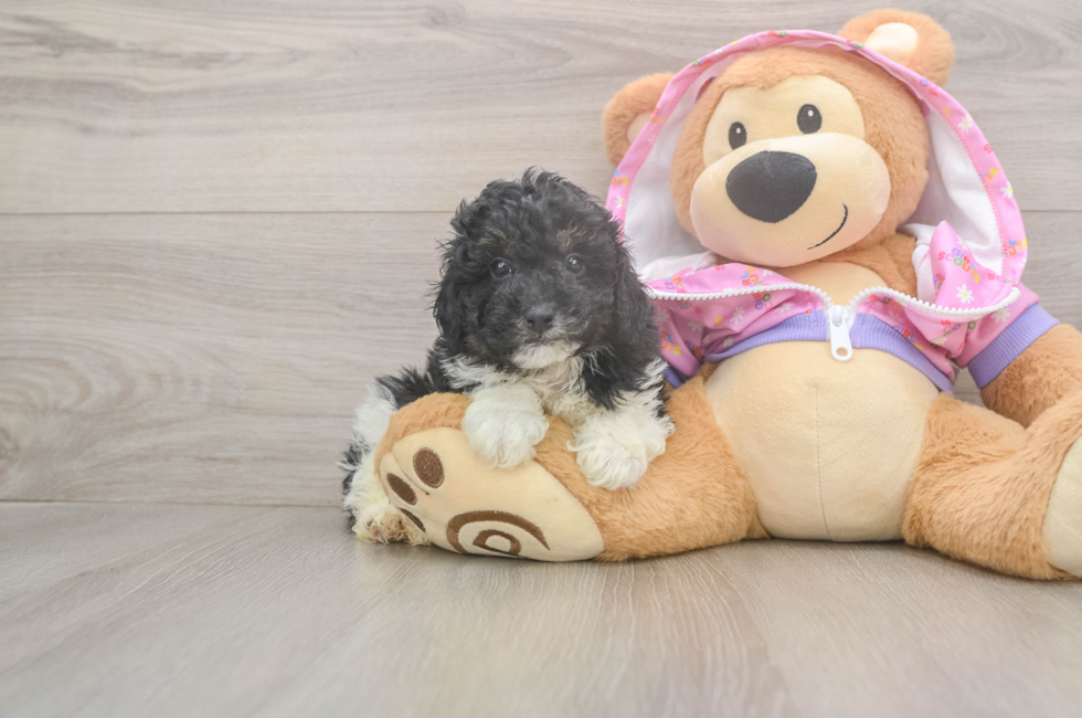 5 week old Poodle Puppy For Sale - Seaside Pups