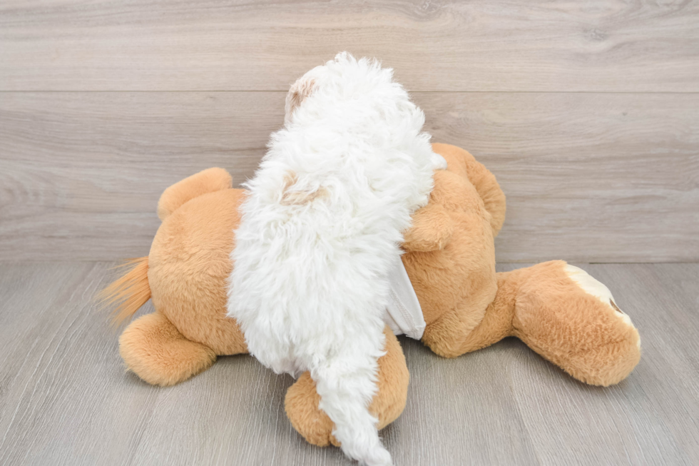 Poodle Pup Being Cute