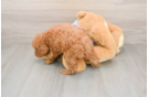 Playful Poodle Baby