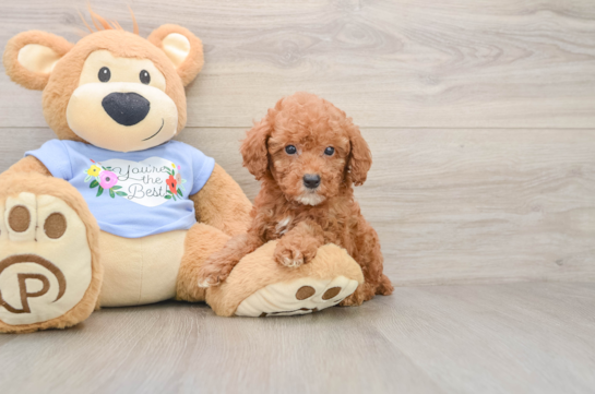 Best Poodle Baby