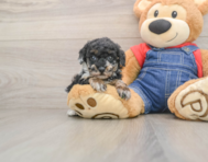 6 week old Poodle Puppy For Sale - Seaside Pups
