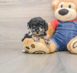 6 week old Poodle Puppy For Sale - Seaside Pups