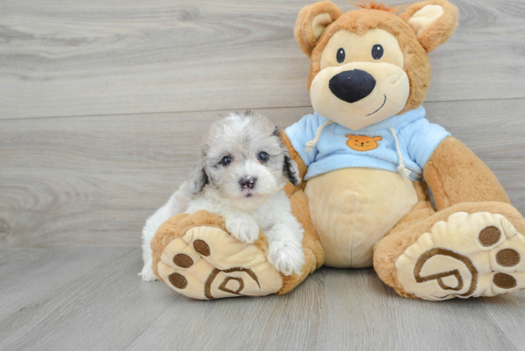 Adorable Pudle Purebred Puppy