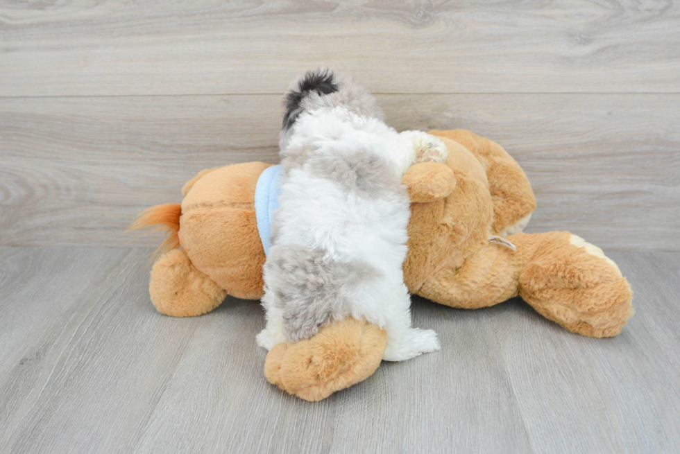 Best Poodle Baby