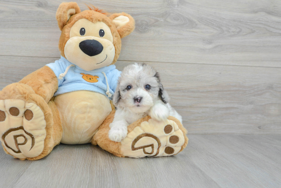 Popular Poodle Baby