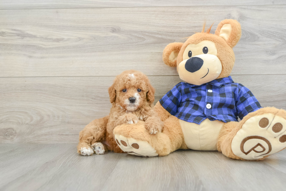 Poodle Pup Being Cute