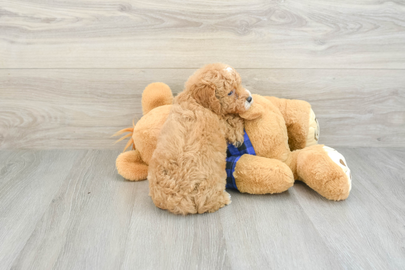 Meet Hilton - our Poodle Puppy Photo 2/3 - Seaside Pups