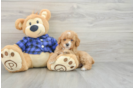 Best Poodle Baby
