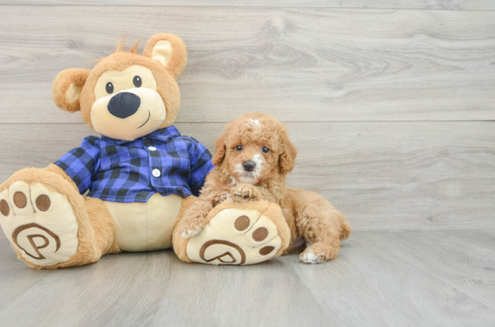 Best Poodle Baby