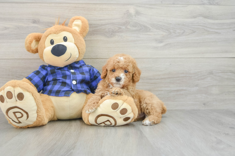 Meet Hilton - our Poodle Puppy Photo 3/3 - Seaside Pups