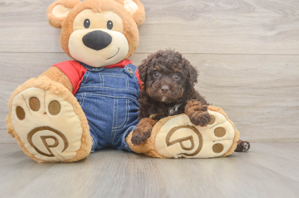 5 week old Poodle Puppy For Sale - Seaside Pups