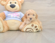 8 week old Poodle Puppy For Sale - Seaside Pups