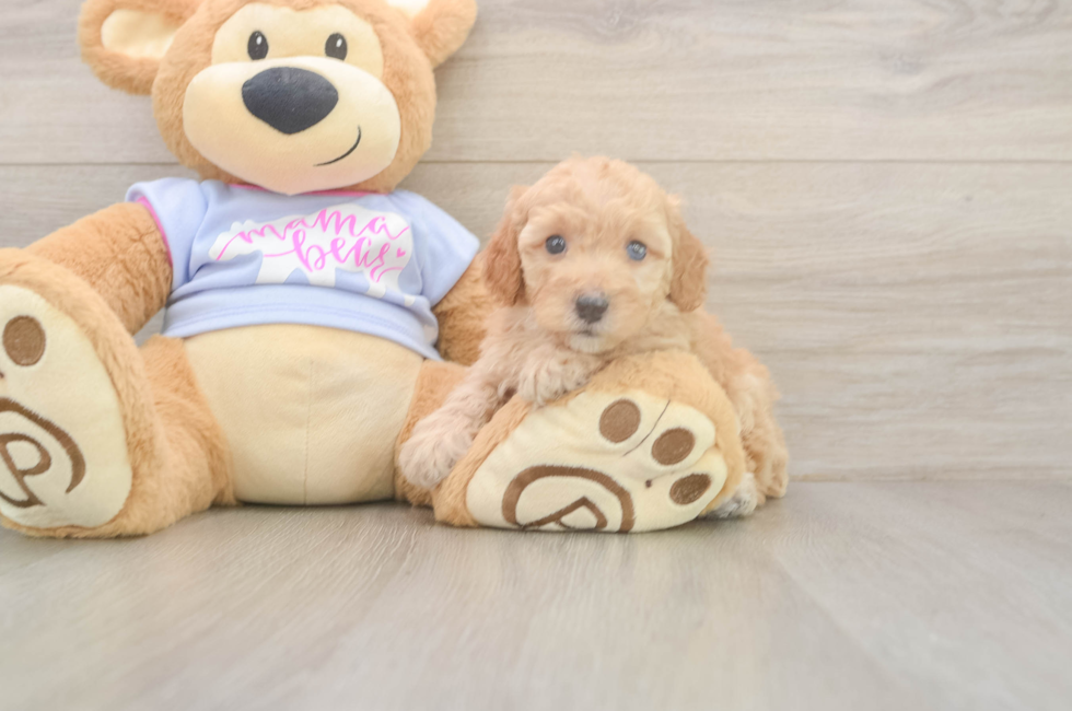 5 week old Poodle Puppy For Sale - Seaside Pups