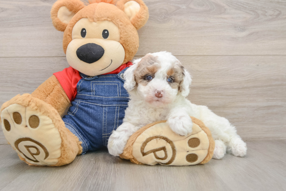 Poodle Puppy for Adoption