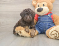 7 week old Poodle Puppy For Sale - Seaside Pups