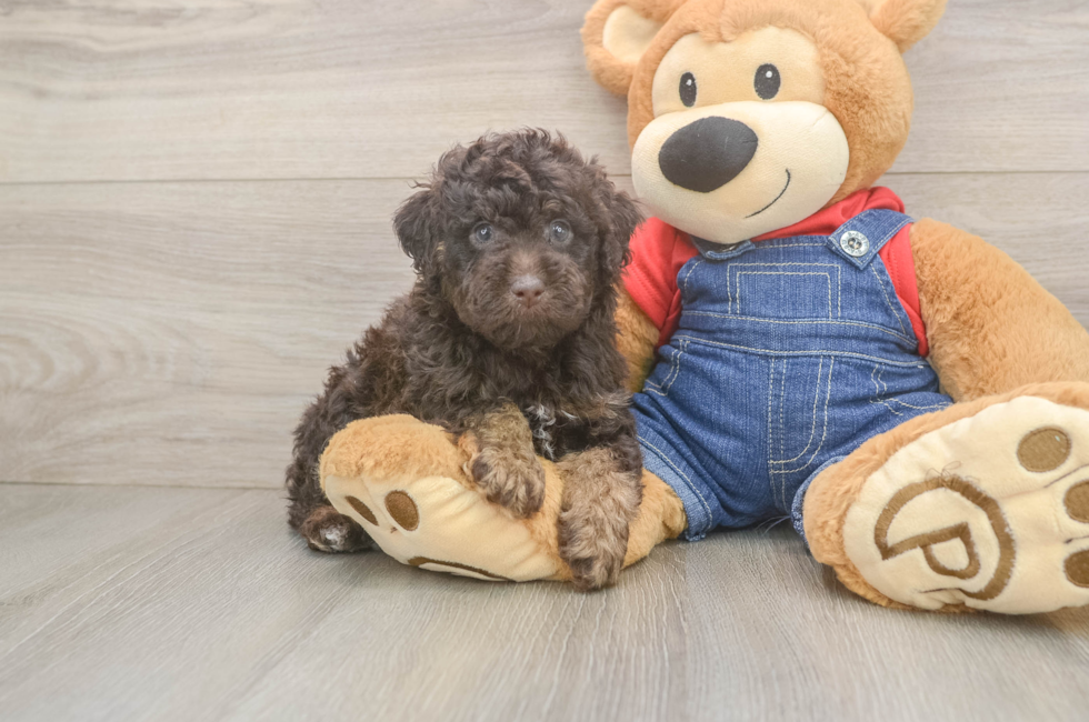 5 week old Poodle Puppy For Sale - Seaside Pups