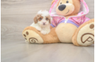 Friendly Poodle Purebred Pup