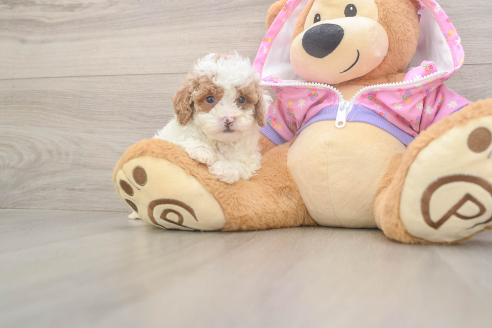 Friendly Poodle Purebred Pup