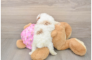 Poodle Pup Being Cute