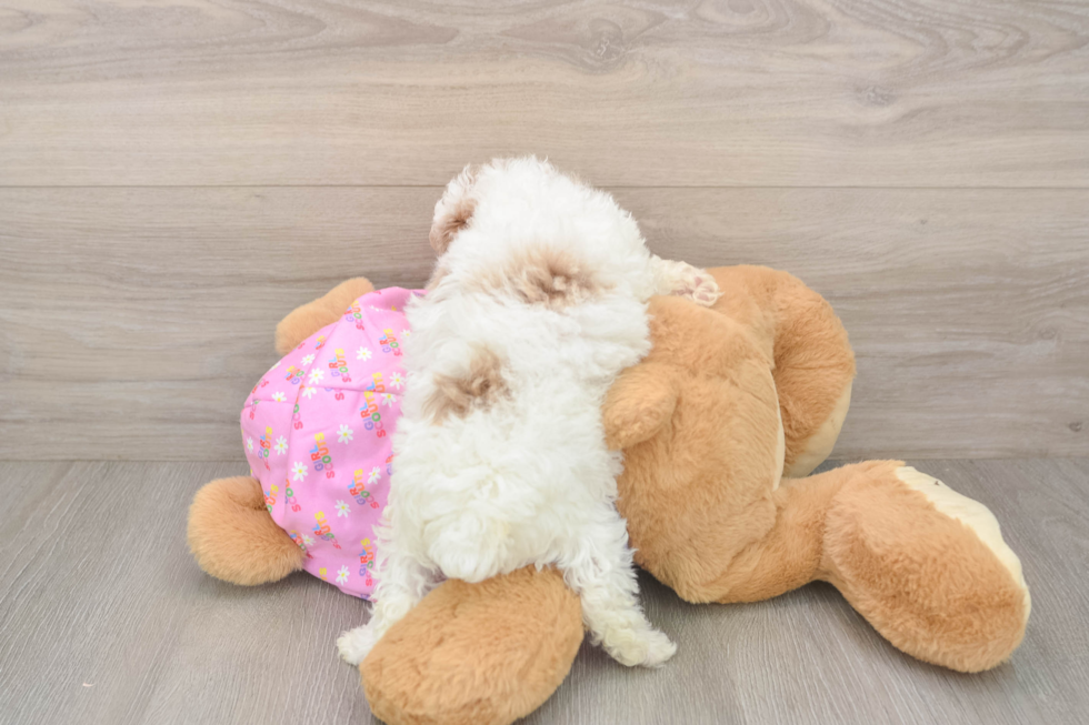 Poodle Pup Being Cute