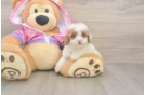 Poodle Puppy for Adoption