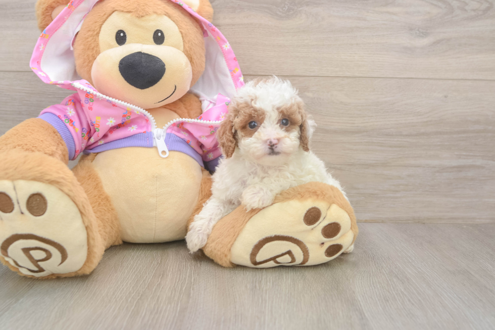 Poodle Puppy for Adoption