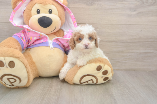 Poodle Puppy for Adoption