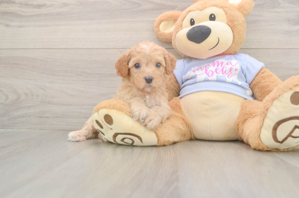 5 week old Poodle Puppy For Sale - Seaside Pups