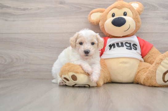 Small Poodle Baby