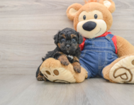 7 week old Poodle Puppy For Sale - Seaside Pups