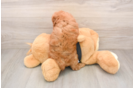 Best Poodle Baby