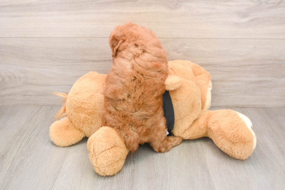 Best Poodle Baby