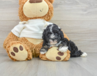 6 week old Poodle Puppy For Sale - Seaside Pups