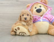 6 week old Poodle Puppy For Sale - Seaside Pups