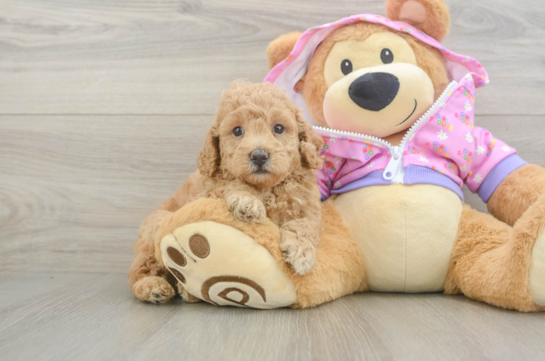Smart Toy Poodle Purebred Puppy