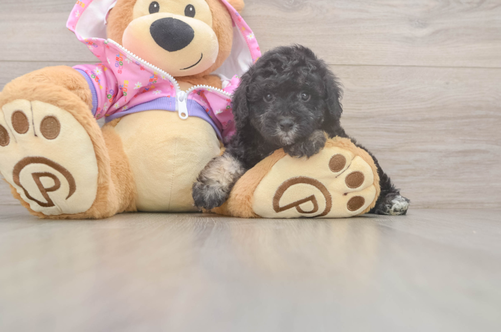 5 week old Poodle Puppy For Sale - Seaside Pups