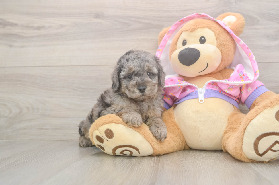 5 week old Poodle Puppy For Sale - Seaside Pups
