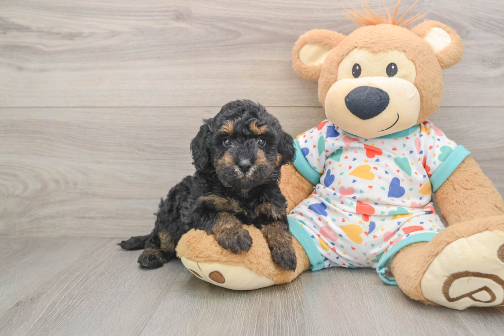 Best Poodle Baby