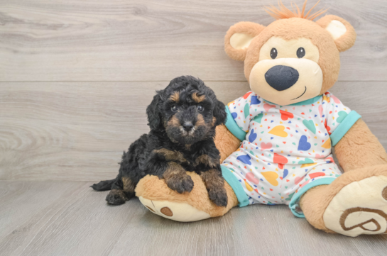 Best Poodle Baby