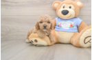 Best Poodle Baby