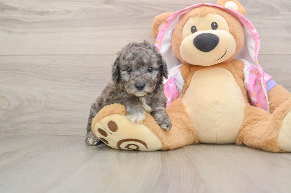 Best Poodle Baby