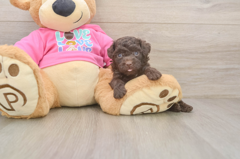 5 week old Poodle Puppy For Sale - Seaside Pups
