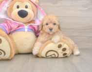 8 week old Poodle Puppy For Sale - Seaside Pups