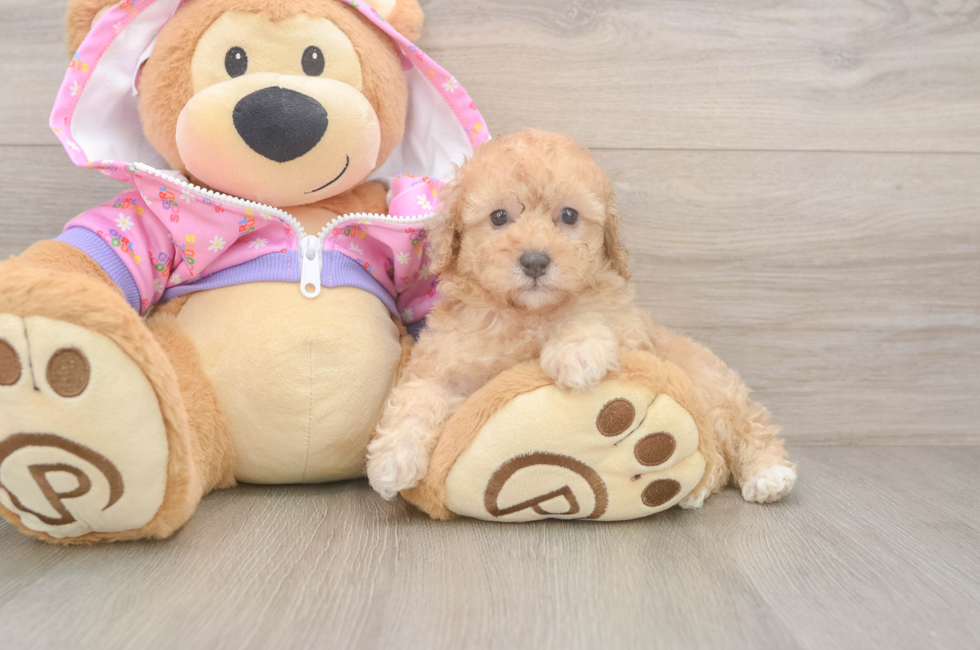 5 week old Poodle Puppy For Sale - Seaside Pups