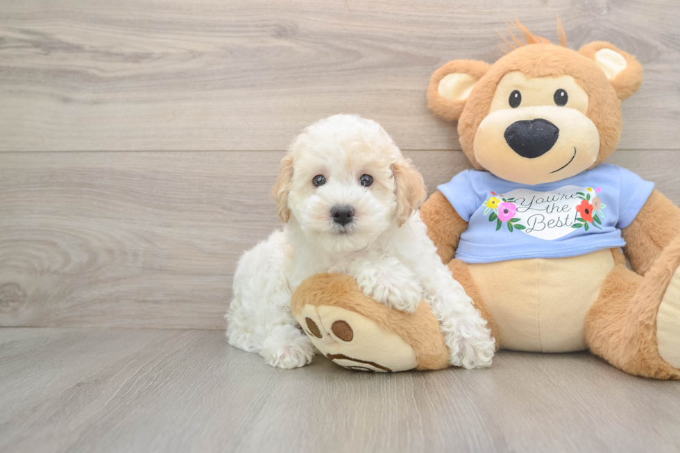 Poodle Pup Being Cute