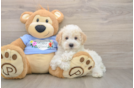 Best Poodle Baby